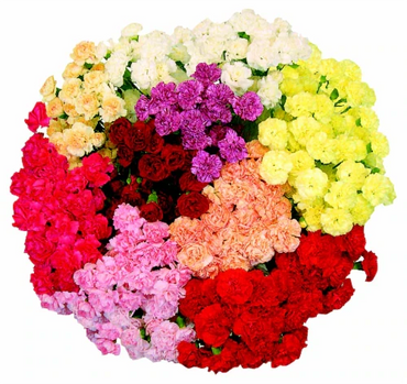 Standard carnations at zucchini